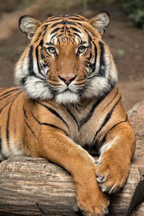567 Best Cool Cats Images On Pinterest Big Cats Animaux