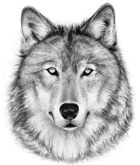 How to draw a wolf head 2004. Wolf Charcoal Drawing GICLEE PRINT - Wolf Decor - Black ...
