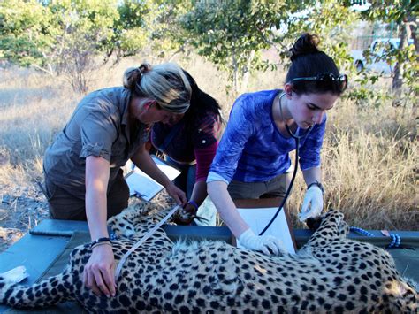 Hollywood has long been thought of as a boys' club. Penn Vet Students Travel the World to Treat Wildlife ...