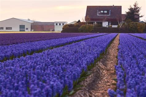 Blossoming Colourful Field Of Violet Hyacinth Flowers In The Evening