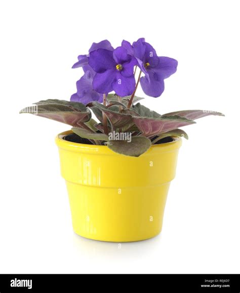 African Violet Flower In Yellow Pot Isolated On White Stock Photo Alamy