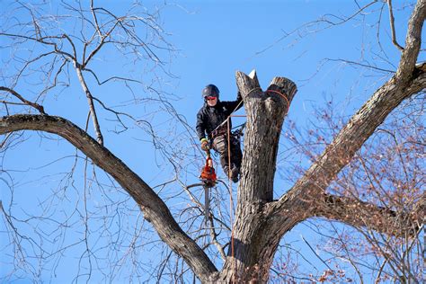 Tree Services In Concord Nh — Preservation Tree Nh Llc