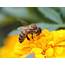 THE IMPORTANCE OF BEES  Pest Control Jupiter Termite Florida