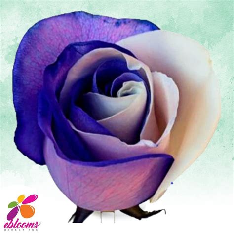 White And Purple Tinted Roses Eblooms Farm Direct Inc