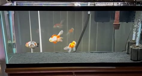 100 Goldfish Name Ideas Unique Cute Funny Catchy