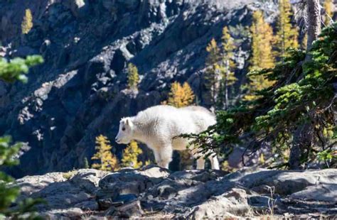 Tundra Qué Es Cuál Es Su Clima Sus Características Y Su Fauna Ecocosas
