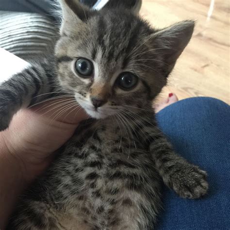 80% male, and 20 interestingly enough, most orange tabby cats are indeed male! Tabby / Bengal cross kittens ready to go | Waterlooville ...