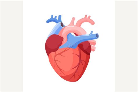 Anatomical Heart Isolated ~ Illustrations ~ Creative Market
