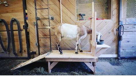 How To Build A Goat Milking Stand Easy Diy Homesteady