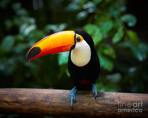 Toucan On The Branch In Tropical Forest Photograph By Sj Travel Photo