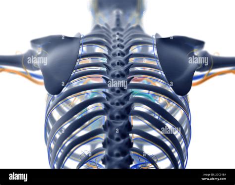 Anatomy Illustration Of Human Torso Ribcage Skeletal System Stock