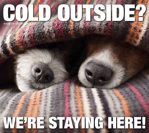 Cold Outside Were Staying Here Funny Funny Animal Memes Cute Funny