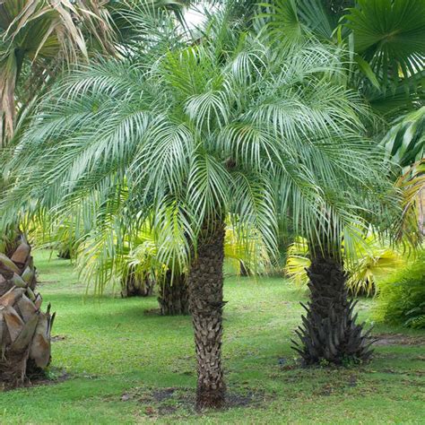 Pygmy Date Palms For Sale