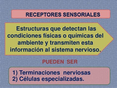 Receptores Sensoriales