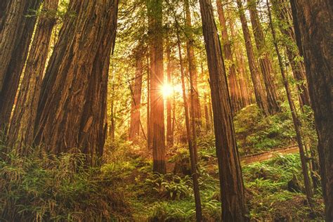 Sunrise In Redwood Forest
