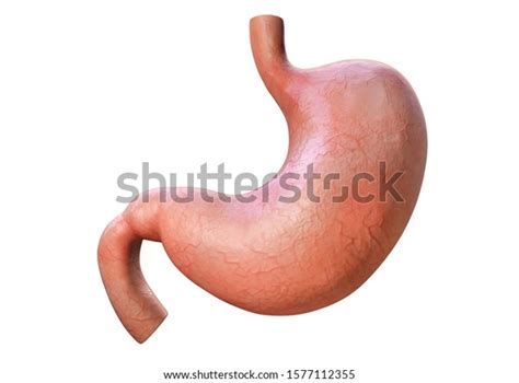 Illustration Human Internal Stomach Anatomy 3d Stock Illustration