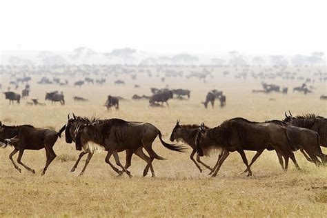 Beautiful Dangerous Wild Animals Pets Of Africa Dangerous Wildebeest