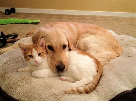 137 Best Images About Animals Cute Dogs And Cats On Pinterest Cats