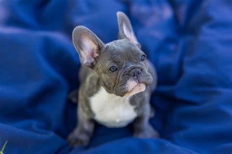 French bulldog puppies for sale text (xxxxxxxxxx). Blue French Bulldog Breed Info: 5 Must Know Facts ...