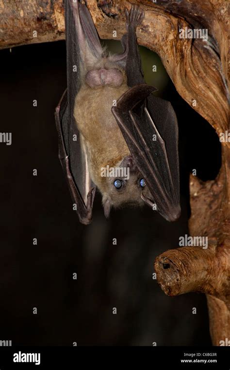 Egyptian Fruit Bat Rousettus Aegyptiacus Stock Photo Alamy