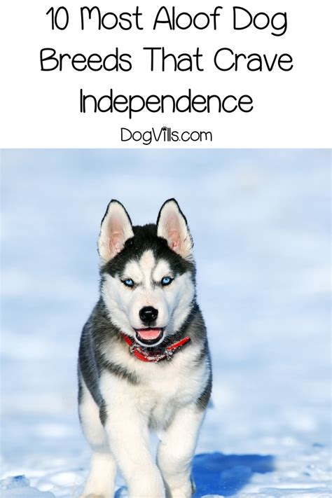 10 Most Aloof Dog Breeds That Crave Independence