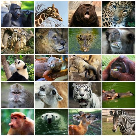 Collage With Different Animal Faces Stock Photo By ©friday 105413238