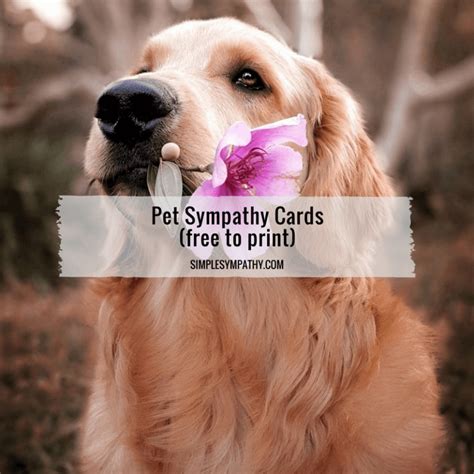 Pet Sympathy Cards Simple Sympathy