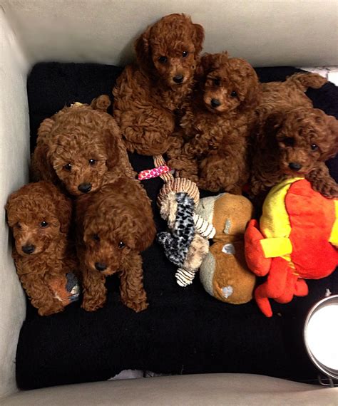 Cute Babies At 7 Weeks Beautiful Red Poodle Puppies Poodle Puppy