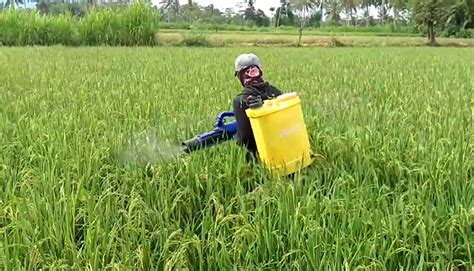 Kesan aktiviti penanaman padi terhadap kualiti air mohd rozali othman 1, mohd talib hj. Cara Meningkatkan Hasil Panen Tanaman Padi | KampusTani.Com
