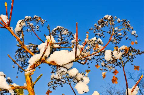 Free Images Tree Nature Branch Snow Winter Plant Sky Daytime