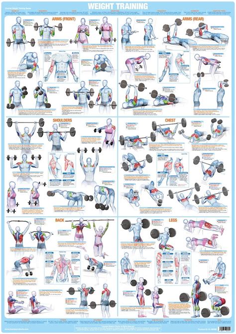Bodybuilding Poster Weight Training Exercise Chart Etsy Weight