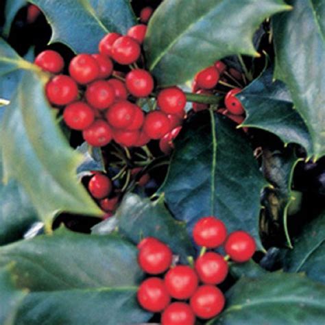 Southern Living Plant Collection 25 Qt Robin Japanese Hollyilex