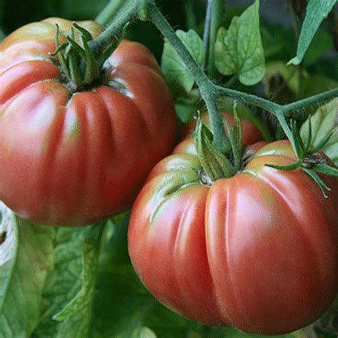 Giant Belgium Ih Tomato What We Grow