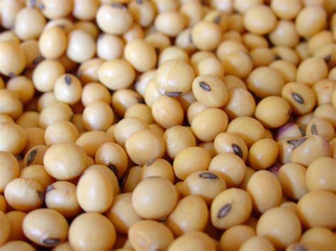 Soybean Nutrition Protein Content And Calories Soybean Uses