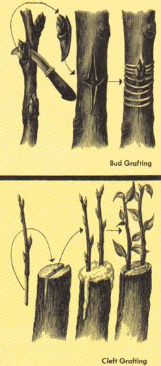 What Fruit Trees Can Be Grafted Together Fruit Trees
