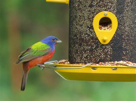 Top 12 Tips To Attract Birds To A Feeder Birds And Blooms