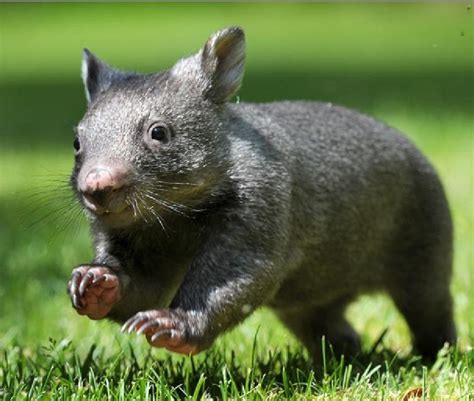 Wombat Baby Animals Baby Wombat Australian Animals