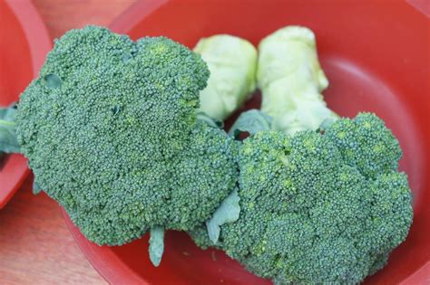 Growing Broccoli In Pots Or Containers Detailed Guide Gardening