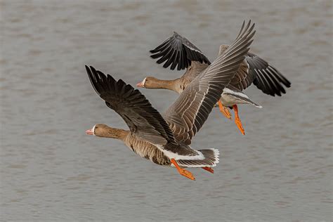 Greater White Fronted Geese Flying Photograph By Morris Finkelstein