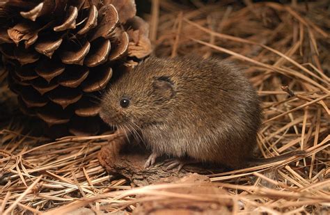 Meadow Vole Coniferous Forest