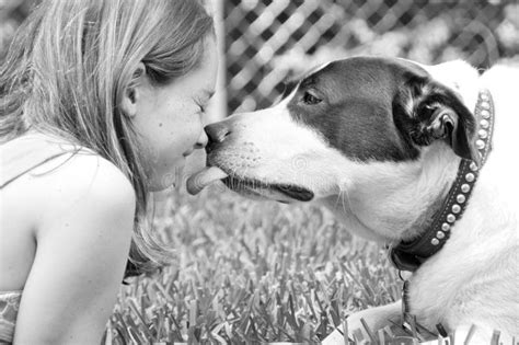 Dog Licking Girl Royalty Free Stock Images Image 20780479