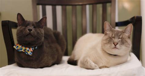 Two Blind Kittens Find A Forever Home Together And Become The Best Of
