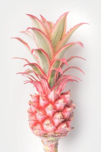 What Is Pink Pineapple Healthier Steps