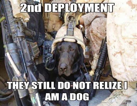 Ironic doge memes are memes that feature the doge meme in strange or surreal circumstances. Good job soldier..... | Military working dogs, Military dogs