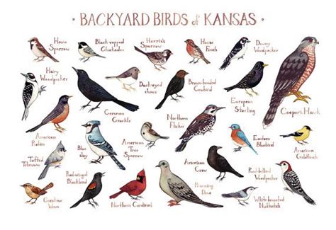 Kansas Backyard Birds Field Guide Art Print Watercolor Painting Print