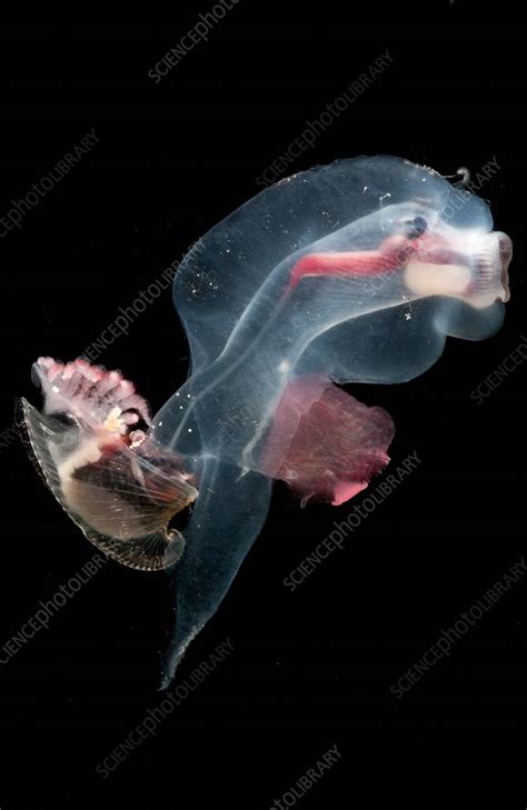 Heteropod Mollusk Stock Image C033 8634 Science Photo Library
