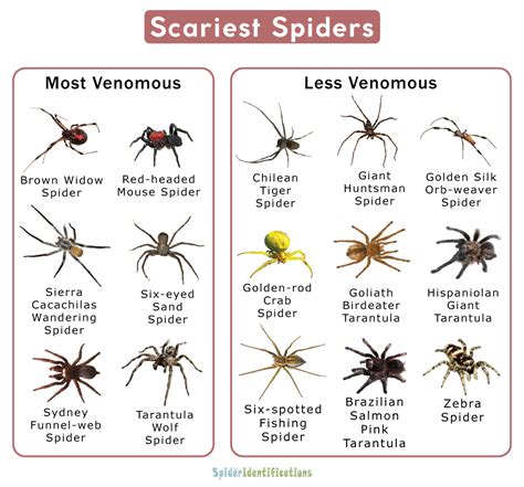Scariest Spiders List With Pictures