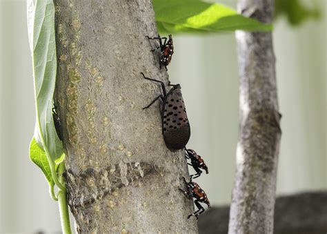 Study finds large potential range for invasive spotted lanternfly