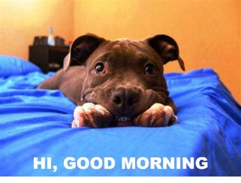 57 Cute Good Morning Wishes With Puppies