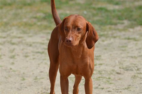 Redbone Coonhound Full Profile History And Care